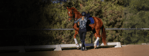 A woman in a helmet and riding attire stands beside a chestnut horse with white leg wraps and a blue saddle pad, guiding it along a dressage arena bordered by trees—perfect inspiration for your next Groundwork Webinar.