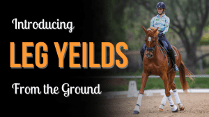 Amelia Newcomb performing a leg yield with her chestnut horse. Introducing leg yields from the ground.
