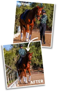Before image of Amelia Newcomb executing shoulder in from the ground, after image of Amelia executing a shoulder in on her horse.
