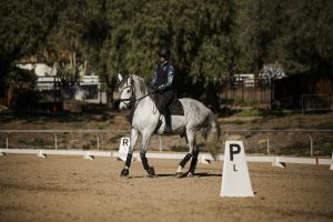 Amelia Newcomb riding Mercurio performing a pirouette.