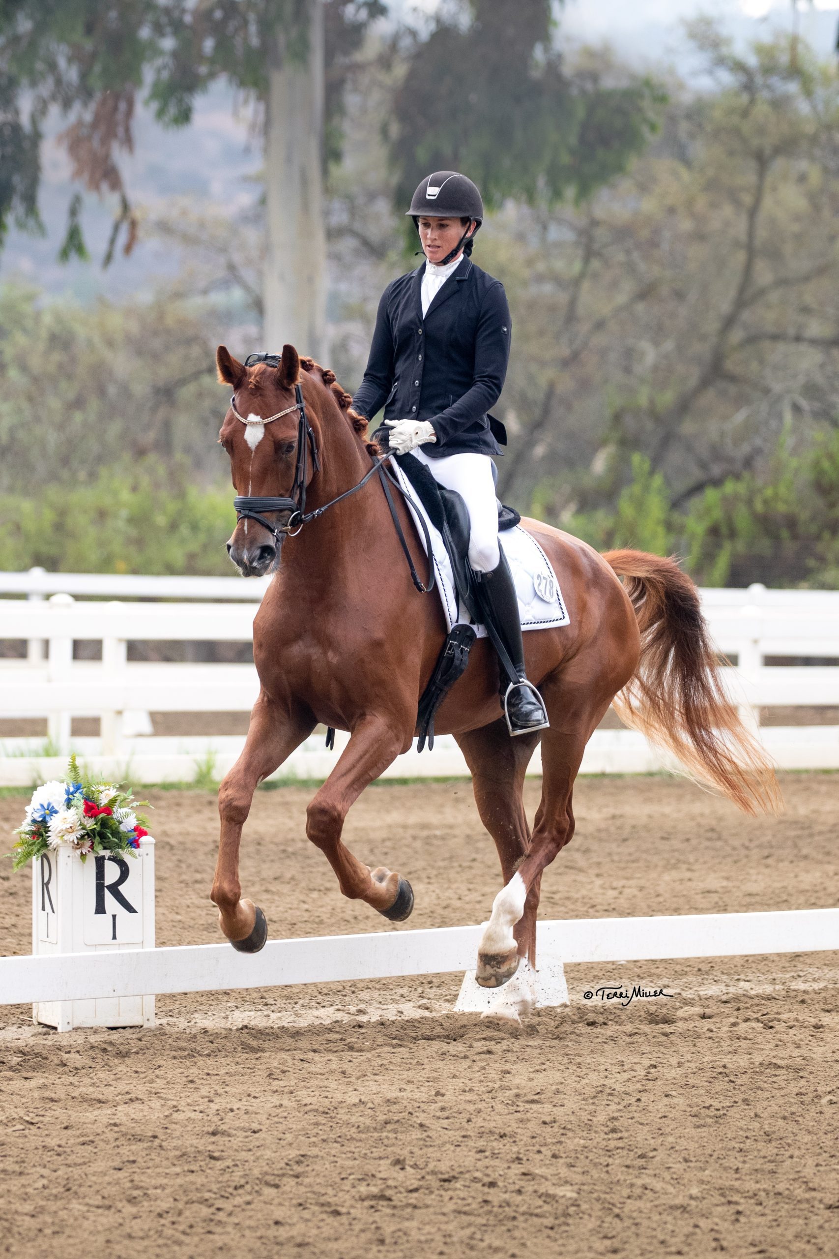 Amelia Newcomb competing on a chestnut dressage horse.