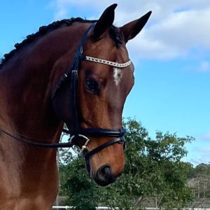 Jacy Dressage horse owned by online student Jacy.