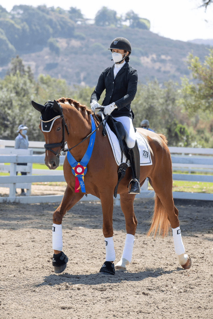 Dressage horse wearing a winner's sash.