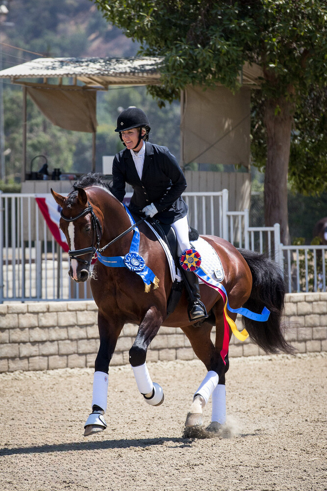 Dressage horse cantering wearing winners sash and rosettes.
