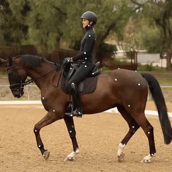 Horse and rider practicing dressage fundamentals during a trot lesson