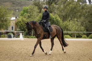 Horse and rider practicing dressage fundamentals during a trot lesson