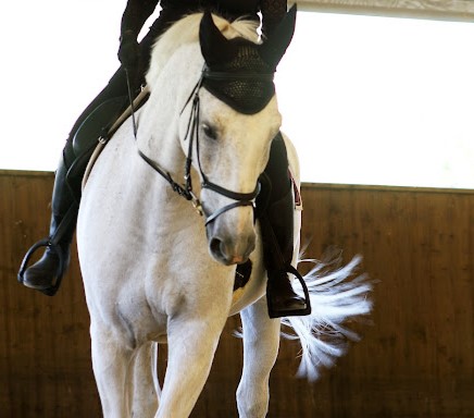 A white horse with a black bridle and ear bonnet is being ridden indoors; only the rider’s legs and hands are visible. The horse’s tail is slightly swished, hinting at focus—much like personal development in a mindset workshop.
