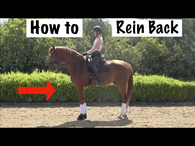 Amelia Newcomb preparing to execute a rein back.