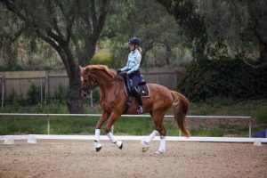 A person sits the canter on a chestnut horse with white leg wraps in an outdoor arena, surrounded by trees and a wooden fence.