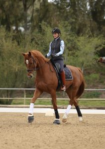 A rider wearing a helmet and riding gear guides a chestnut horse with white leg wraps on a sandy arena, surrounded by greenery and a wooden fence—perfect for capturing moments from a Free Training or Scale Webinar session.
