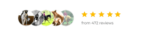 Amelia dressage training reviews