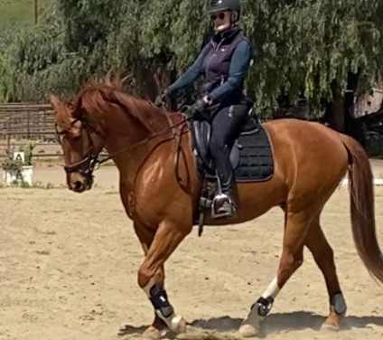 A person wearing a helmet, sunglasses, and a vest takes on the Sitting Trot Challenge while riding a chestnut horse with white leg markings in an outdoor sandy arena surrounded by greenery.