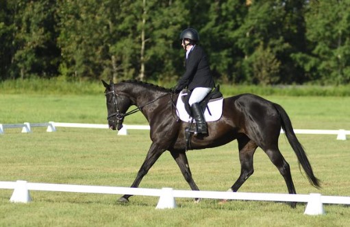A person dressed in equestrian attire rides a dark horse within a grassy arena marked by white barriers, taking on the Sitting Trot Challenge with trees in the background.