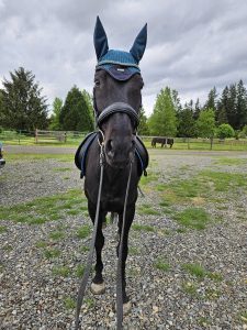 A black horse wearing a blue fly bonnet and saddle stands on a gravel area in front of a grassy field—an inviting scene for the upcoming 5 Day Riding Bootcamp, with trees and a wooden fence beneath a cloudy sky.