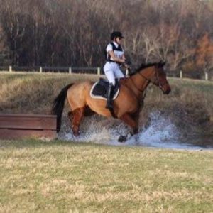 connie jacobson Amelia, wearing a helmet and riding gear, is riding a brown horse through shallow water on a grassy field, demonstrating her Rider Fitness with trees and a wooden fence in the background.