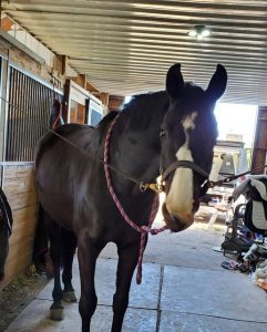 A dark brown horse with a white blaze stands in a stable aisle, tied with a pink and white lead rope. Sunlight filters in as Amelia prepares for her rider fitness program in the background.