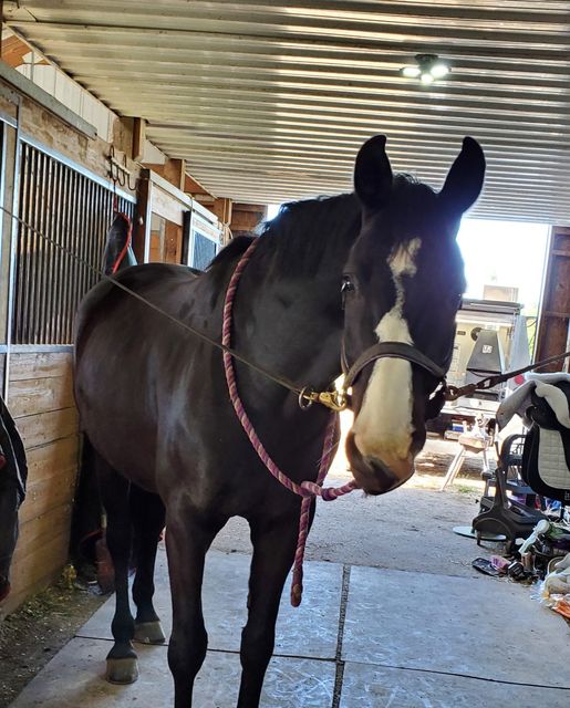 A dark brown horse with a white blaze stands in a stable aisle, tied with a pink and white lead rope. Sunlight filters in as Amelia prepares for her rider fitness program in the background.