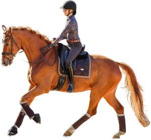 A person wearing a helmet and patterned jacket rides a brown horse in an English saddle, performing a dressage movement that reflects the 2024 Training Scale, with the horse’s front leg raised and tail flowing.