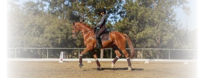 A person wearing riding gear and a helmet is riding a chestnut horse in an outdoor dressage arena, demonstrating the Training Scale amid trees and sand footing on a sunny 2024 day.