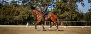 A person wearing riding gear and a helmet is riding a chestnut horse in an outdoor dressage arena, demonstrating the Training Scale principles. Sunlight filters through the trees as they trot, both focused and ready for success in 2024.