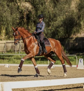 A person wearing a helmet and patterned shirt rides a chestnut horse with white markings in a sandy dressage arena, surrounded by trees and wooden fencing—showcasing the elegance of the Training Scale for 2024.