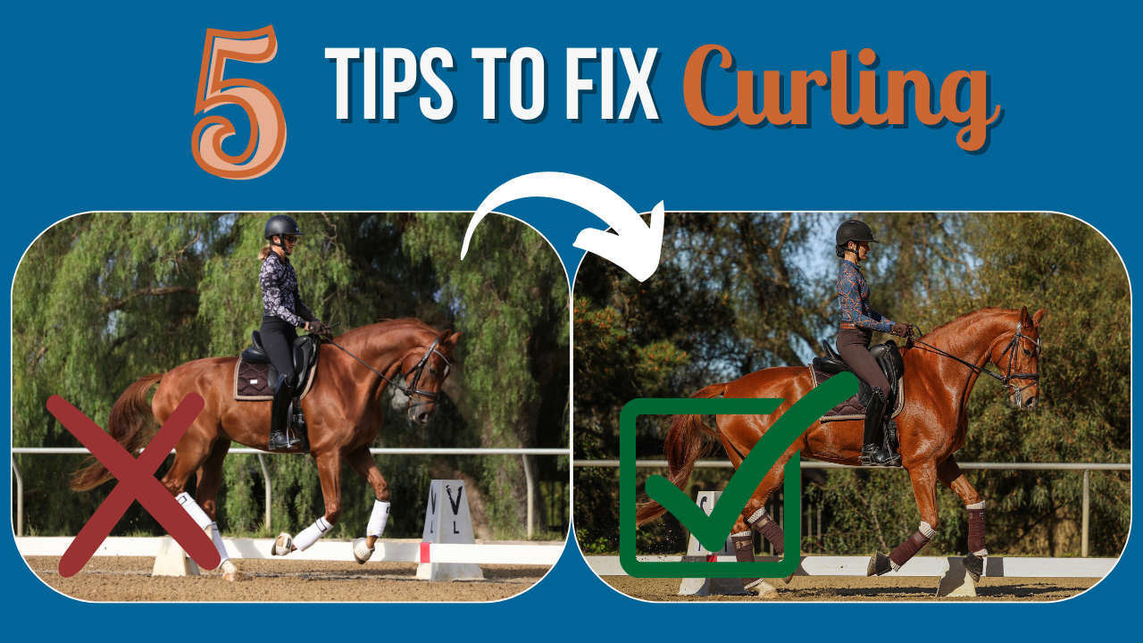 A graphic titled 5 Tips to Fix Curling shows two images of a rider on a horse: the left, marked with a red X, highlights common horse curls, while the right, with a green check, illustrates proper riding posture for better horse training.
