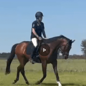 A person wearing a helmet and riding gear is riding a brown horse across a grassy field under a clear blue sky, embodying skills from the Training Scale Masterclass.