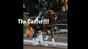 A person riding a chestnut horse with white leg wraps on a dressage arena, with the text The Canter!!!! overlaid—perfect for anyone seeking canter guide tips or canter help.