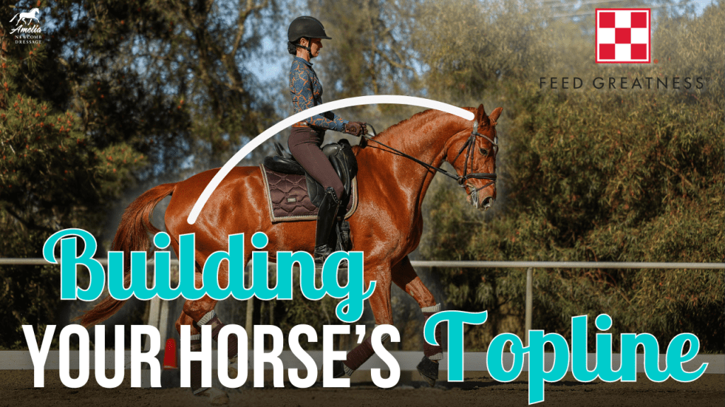 A rider in equestrian attire sits on a chestnut horse in an outdoor arena. Text reads: Build Muscle Horse and Feed Greatness with a red Purina logo in the top right corner.