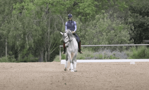 A person wearing a helmet rides a gray horse in a sandy outdoor arena, practicing lateral work, surrounded by trees and greenery in the background.