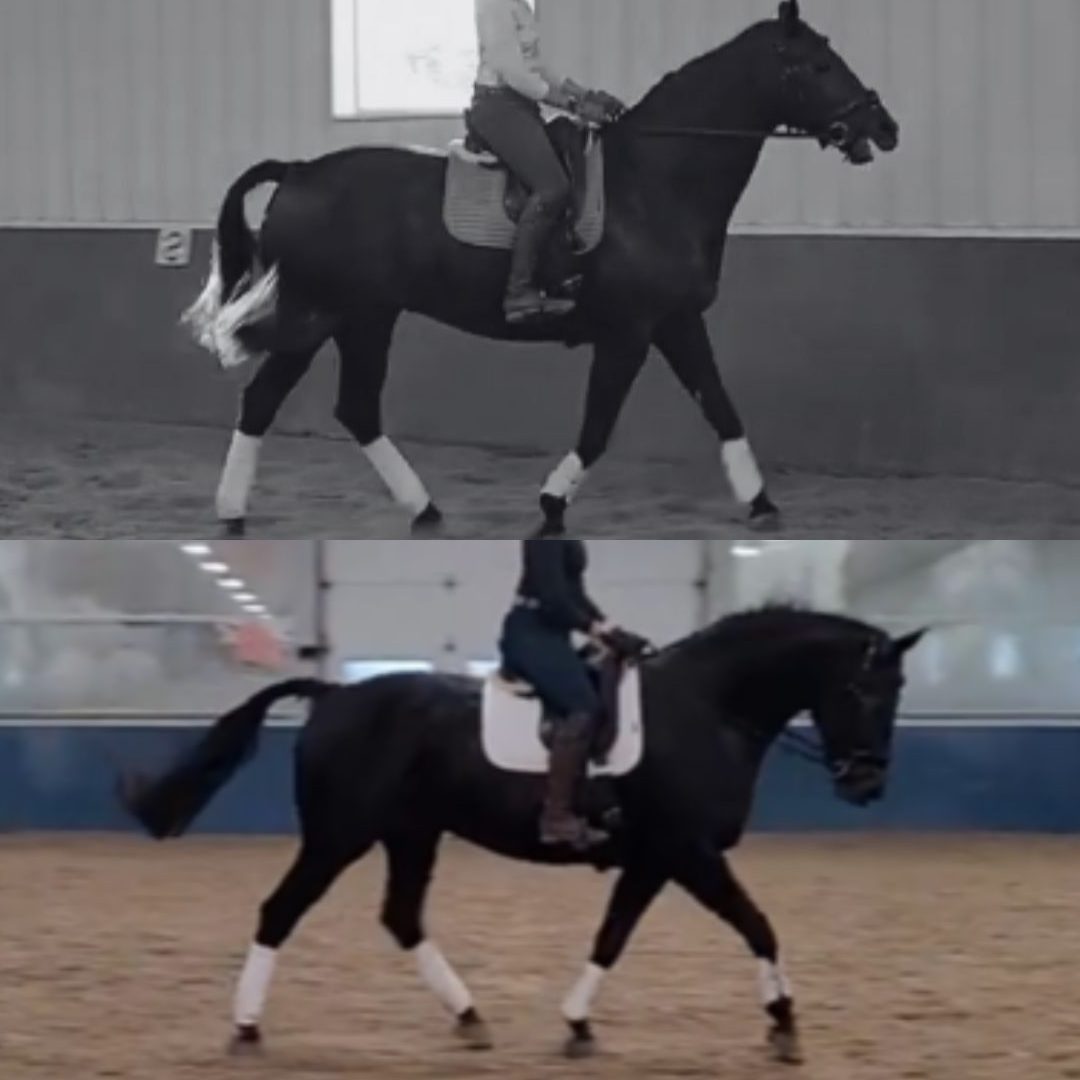 Split image: Top shows a rider on a black horse with white leg wraps in a grayscale indoor arena; bottom shows a rider on a similar black horse with white wraps in a color indoor arena. Both horses are walking.