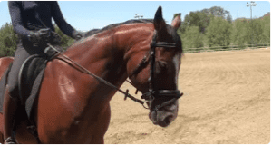 get your horse on the bit
