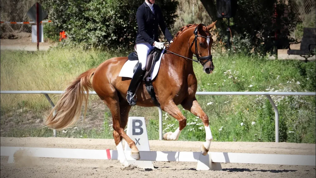 A person dressed in formal riding attire is riding a chestnut horse performing a dressage routine in an outdoor arena, showcasing true Horse Show Mindset, with greenery and a “B” marker visible in the background.