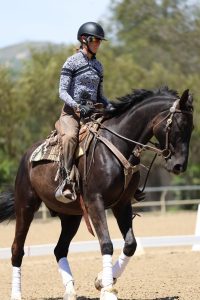 A person wearing a helmet, sunglasses, and patterned shirt rides a dark brown horse in an outdoor sandy arena during Round 2024 preparation. The horse has white leg wraps and the background features trees and blurry greenery.