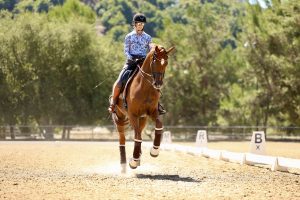A person wearing a helmet, sunglasses, and a blue patterned shirt rides a brown horse performing Flying Changes in dressage in a sunny outdoor arena, with trees and dressage markers visible in the background.