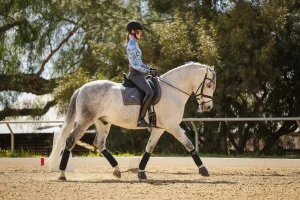 A person wearing a helmet and patterned shirt rides a gray horse in an outdoor sand arena, surrounded by trees. Both rider and horse appear focused and executing a balanced half halt.