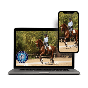 Training a brown horse in an outdoor arena to do dressage on multiple platforms