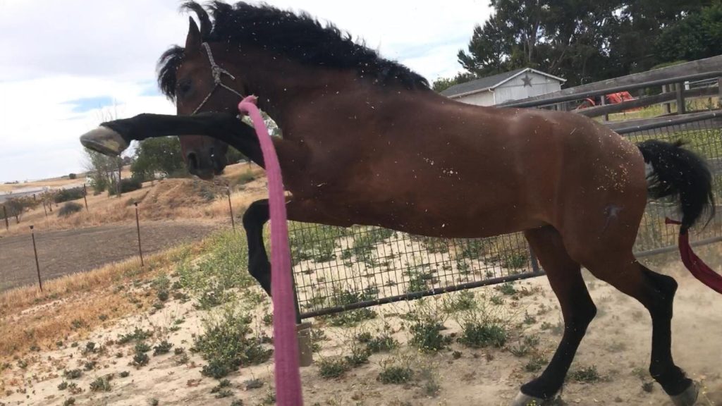 Training a brown horse in an outdoor arena to do dressage