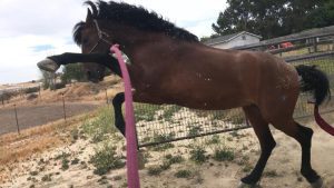 Training a brown horse in an outdoor arena to do dressage