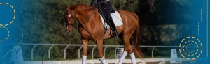 A rider in a helmet and riding gear is riding a chestnut horse in a dressage arena, showcasing focused Dressage Training. The horse wears white leg wraps and a white saddle pad. White markers and trees are visible in the background.