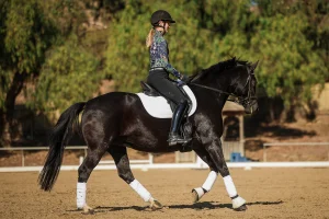 A person demonstrating excellent rider position, wearing a helmet and patterned long-sleeve shirt, rides a black horse with white leg wraps and a white saddle pad in an outdoor arena with trees in the background.