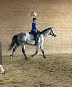 A person wearing a helmet and blue shirt practices Position Training while riding a gray horse indoors. The arena has a sandy floor and a wooden wall with a sign marked PP in the background.