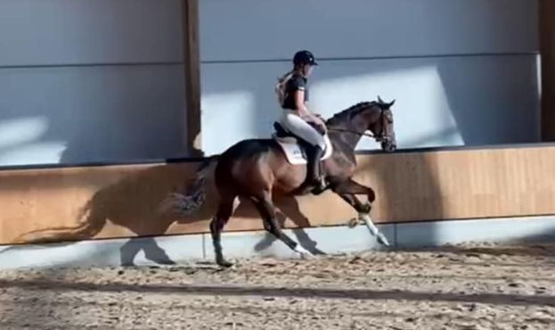 A person wearing a helmet rides a dark brown horse indoors, trotting alongside a wooden and white arena wall with sunlight casting shadows on the sand floor.