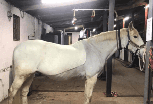 A white horse with a bridle stands tied in a stable with white walls, exposed pipes, and dim overhead lights. The scene captures the quiet focus before a Confidence Ride-Along Podcast, with various equipment visible in the background.