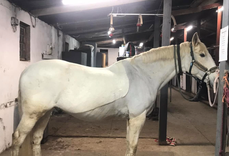 A white horse with a bridle stands tied in a stable with white walls, exposed pipes, and dim overhead lights. The scene captures the quiet focus before a Confidence Ride-Along Podcast, with various equipment visible in the background.