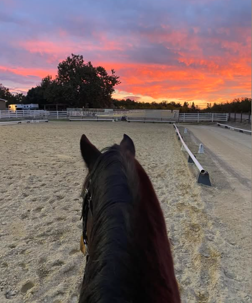 View from horseback of a sandy riding arena at sunset, with vibrant pink and orange clouds in the sky, fenced paddocks, and trees in the background—a scene perfect for listening to your favorite ride-along podcast.