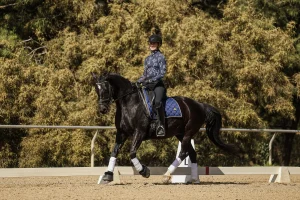 A person wearing a helmet and patterned jacket rides a dark horse with a blue Canter V1 saddle pad in an outdoor arena, with trees and dressage markers in the background.