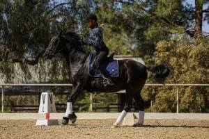 A rider wearing a helmet and equestrian gear is cantering a black horse with a blue saddle pad in an open page of sandy outdoor arena, passing dressage markers labeled V and L, surrounded by trees.