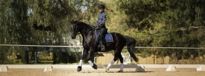 A person wearing riding gear and a helmet is riding a black horse with white leg wraps at canter V2 on a sandy dressage arena, surrounded by trees and a wooden fence in the background.