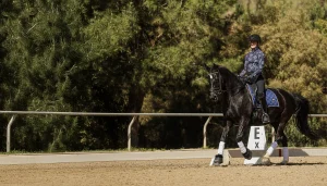 A person in a helmet rides a black horse in dressage gear past a marker labeled E in an outdoor arena, showcasing the elegance of the canter v2, with trees and greenery in the background.